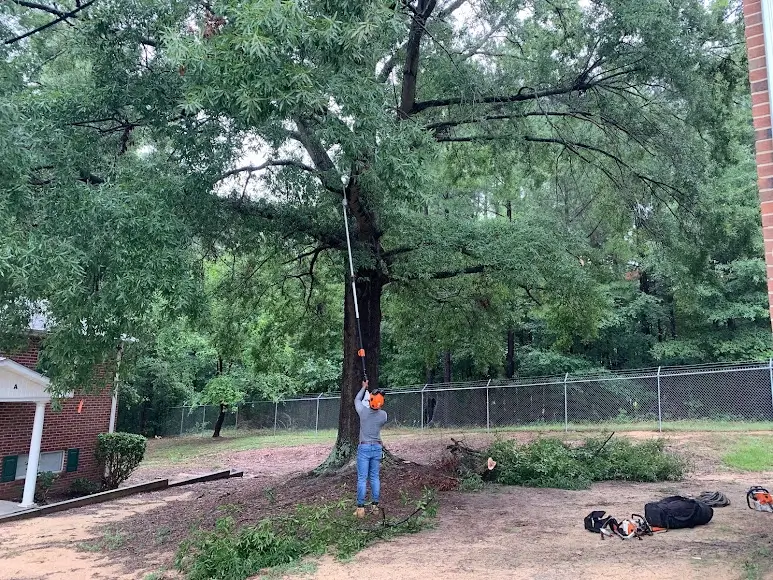 Tree Removal Service