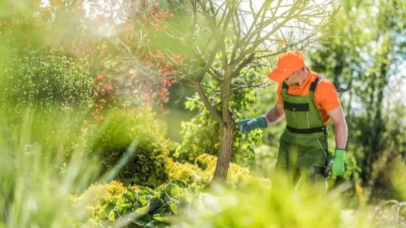 Tree Pruning Service