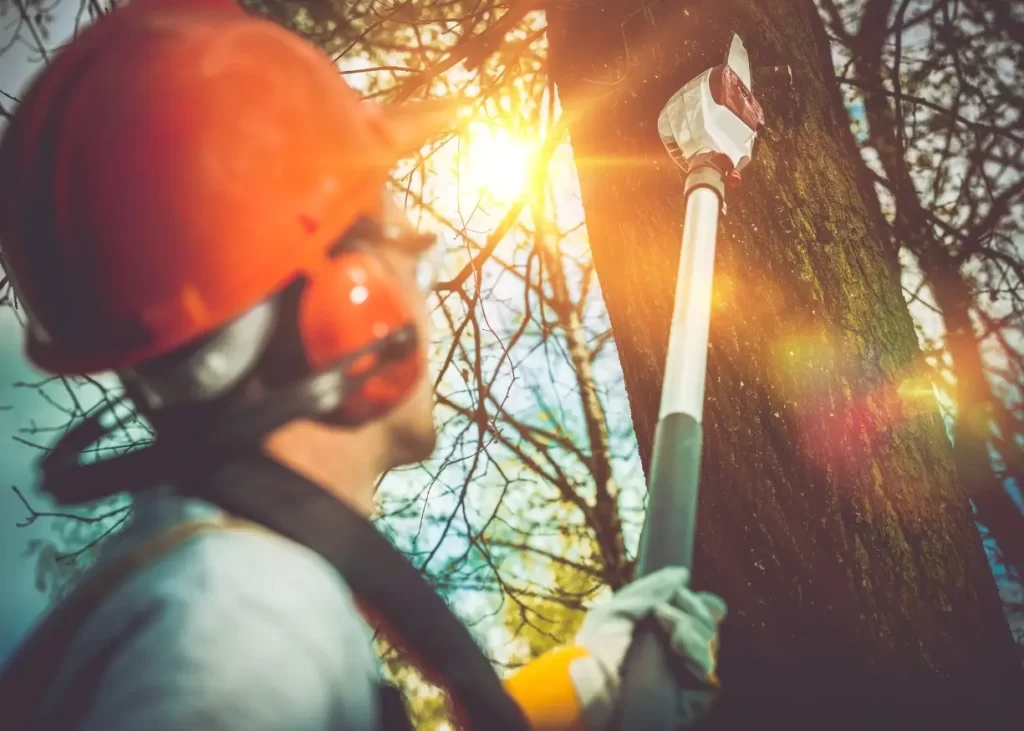 Tree Pruning and Maintenance Service